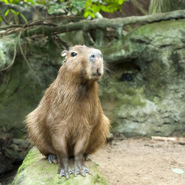 15 Facts About Capybaras You Might Not Believe