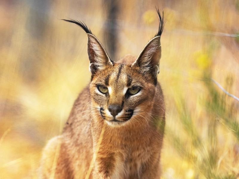 Caracal Lynx of the desert in savannah