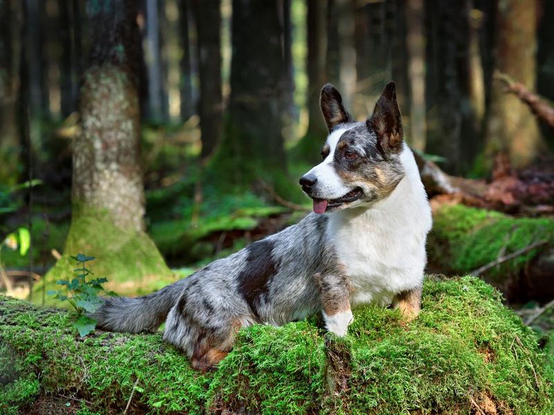 Cardigan Welsh Corgi in the forest