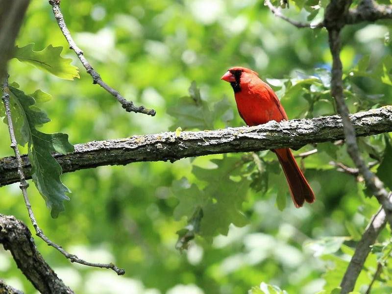 Cardinal at Governor Dodge State Park