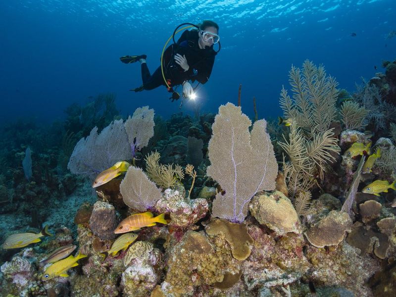 Caribbean marine life and female diver