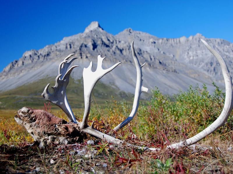 Caribou head at Gates of the Arctic National Park