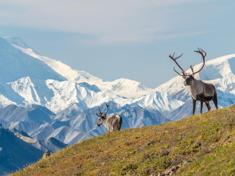 Caribou in front of Denali