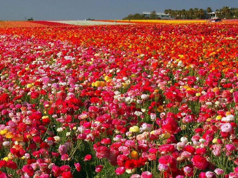 Carlsbad's famous flower fields