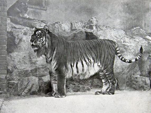 Caspian Tiger