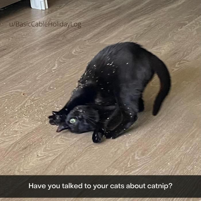 Cat after sniffing catnip