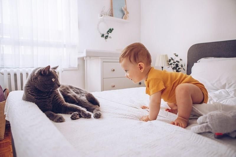 Cat and baby