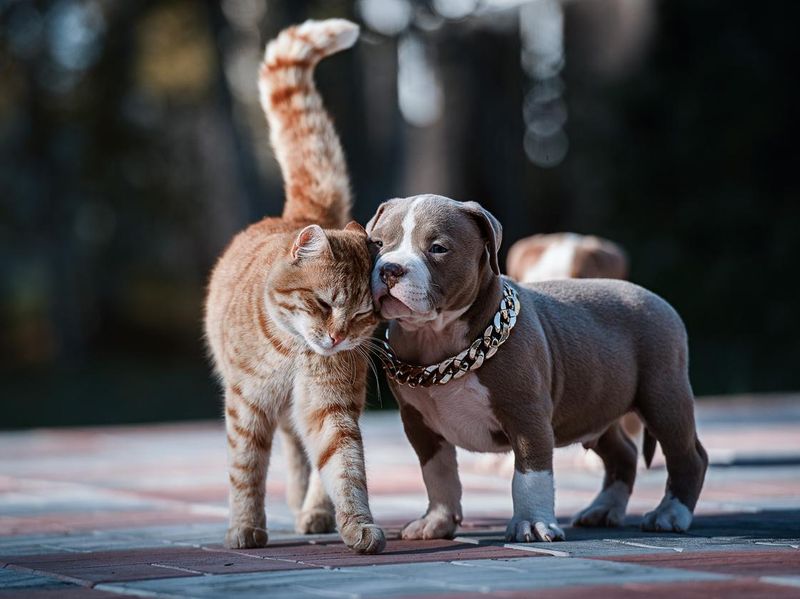 Cat and Bulldog Puppy