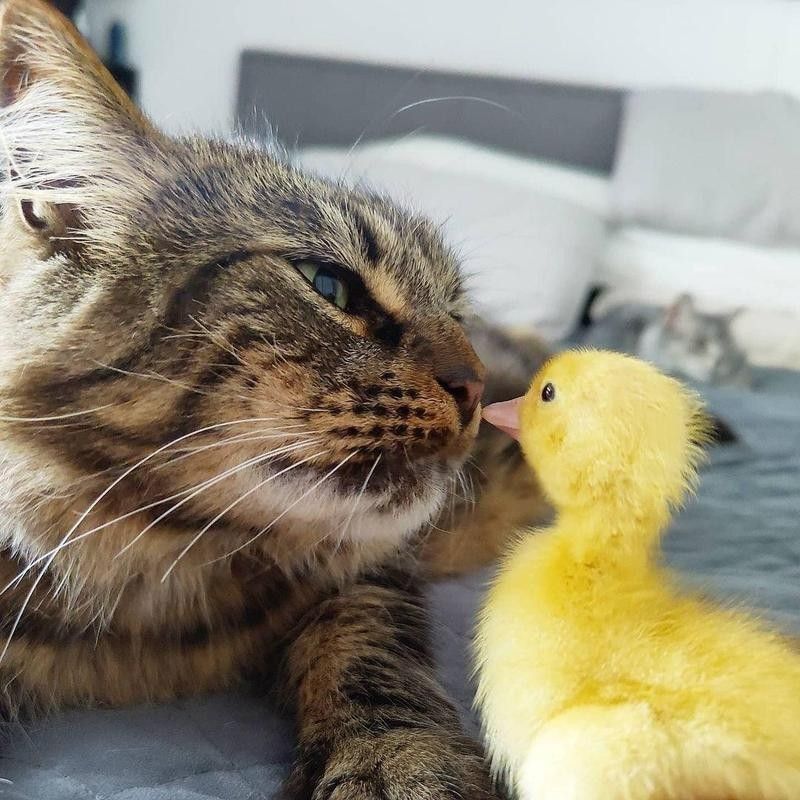 Cat and chick rubbing noses