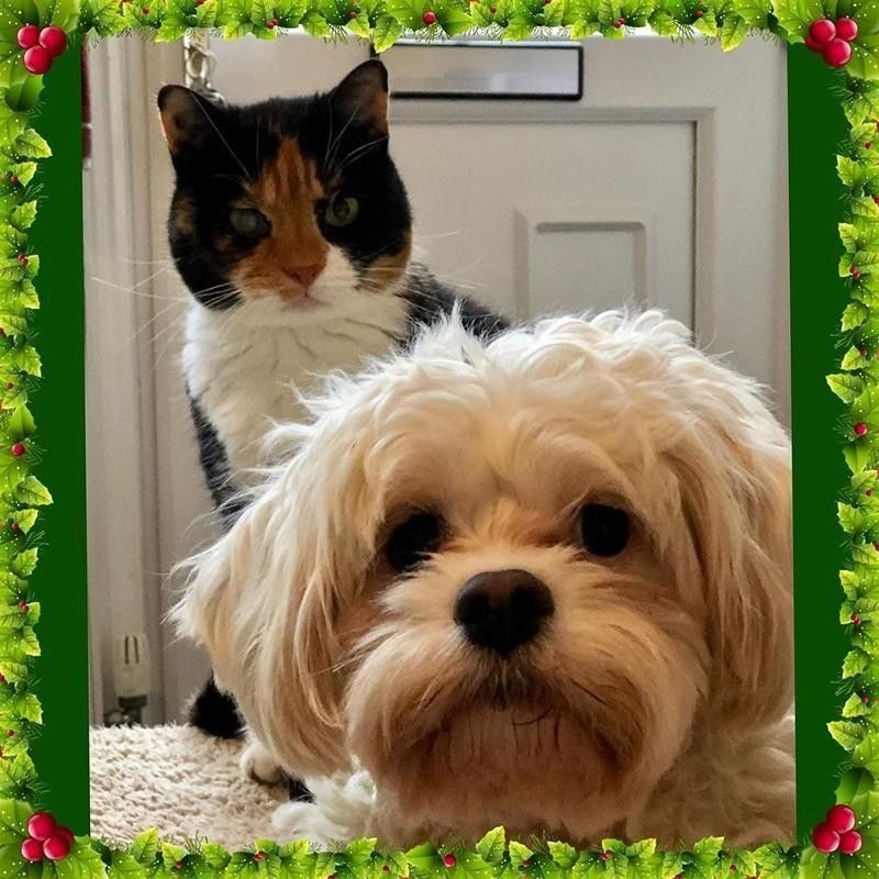 Cat and dog Christmas card