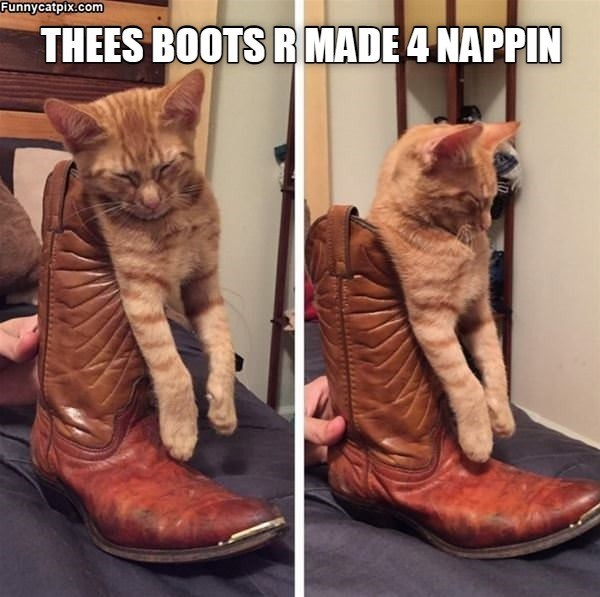 Cat asleep in a boot