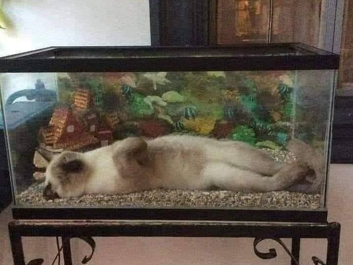 Cat asleep in a terrarium