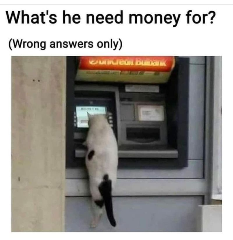 Cat at an ATM