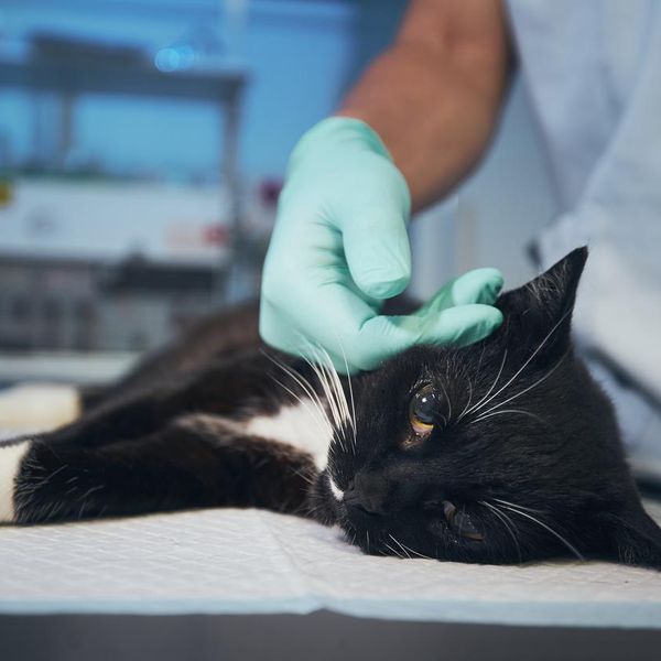 What a Vet Wants You to Know About Pet Emergencies