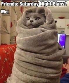 Cat bundled in a blanket meme
