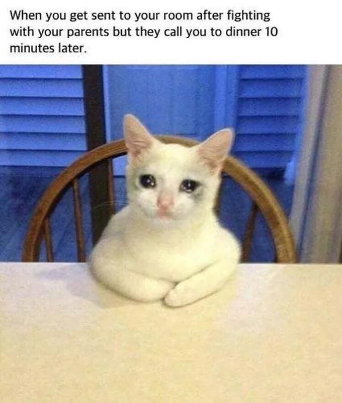Cat crying at the table