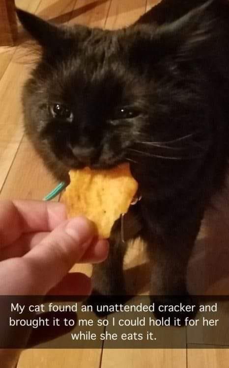 Cat eating a cracker