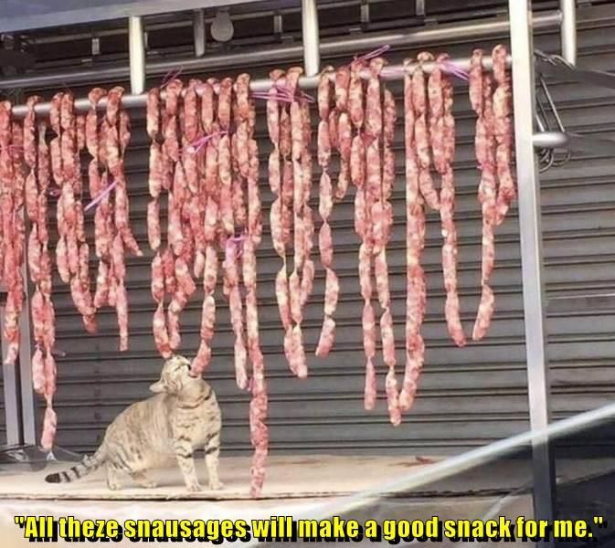Cat eating sausages