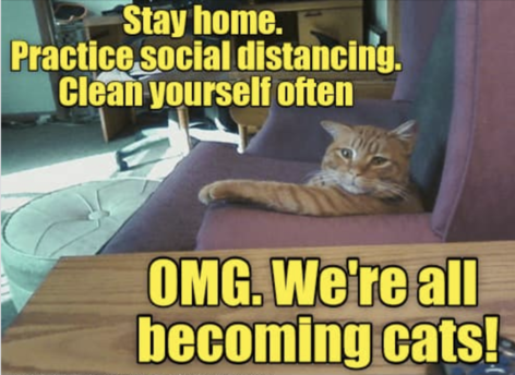 115 Cat Memes So Funny We Could Just Cry | Always Pets