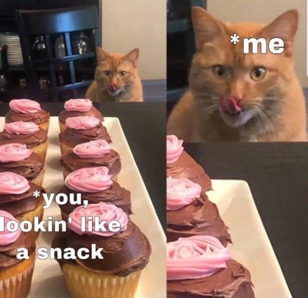 Cat eyeing cupcakes