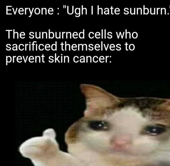 Cat getting a sunburn meme