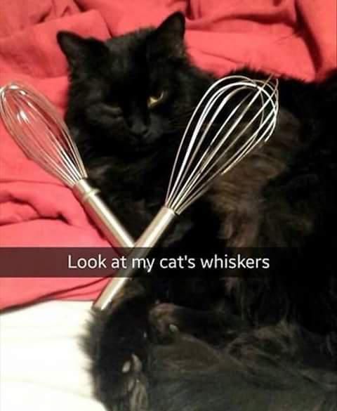 Cat holding two whisks