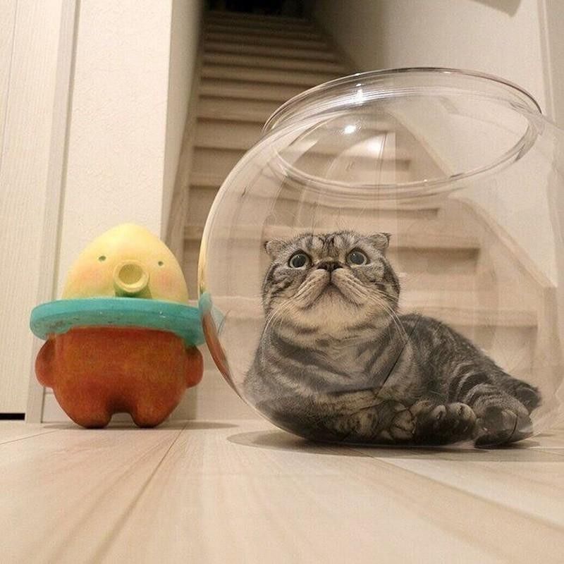 Cat in a fish bowl