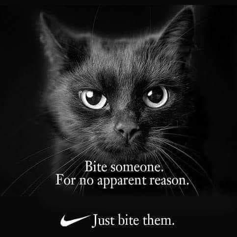 Cat in a Nike ad