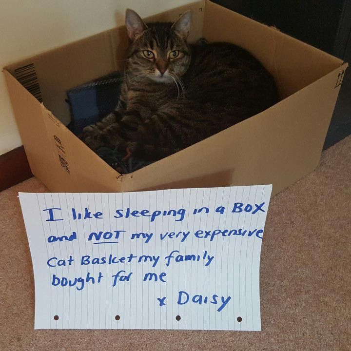 cat in box
