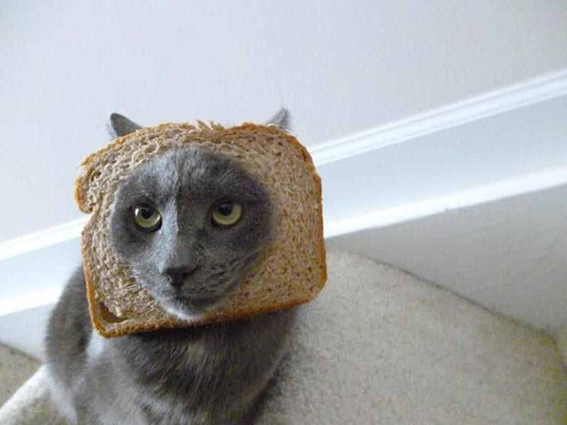 Cat in bread meme