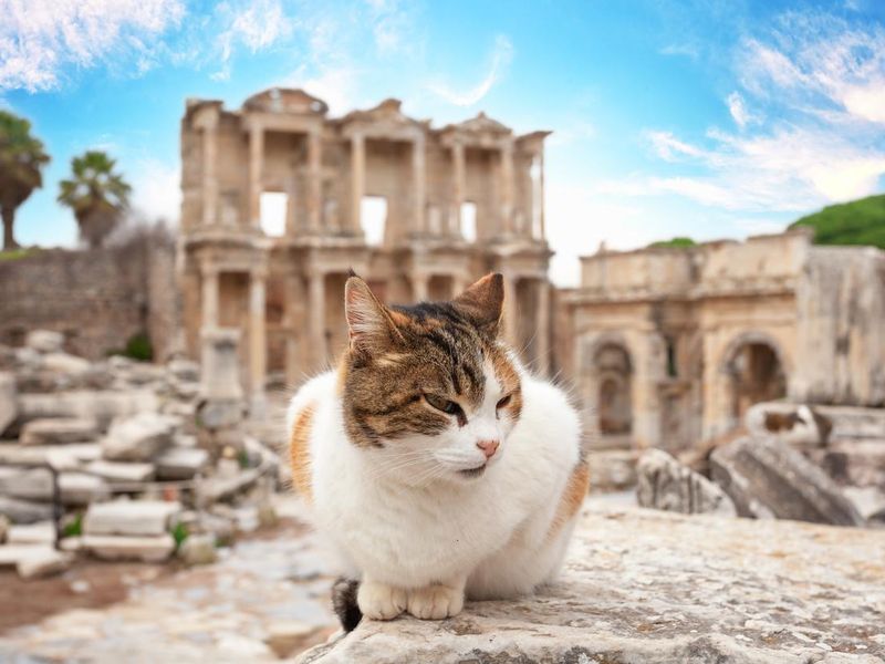Cat in front of library of Celsus in Ephesus