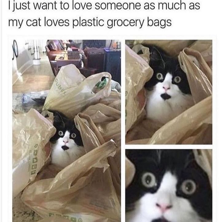 cat in plastic bags