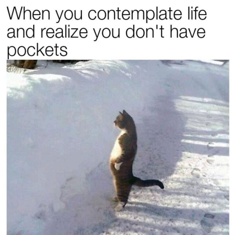 Cat in the snow meme