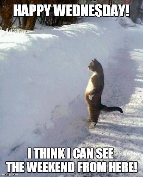 Cat in the snow Wednesday meme