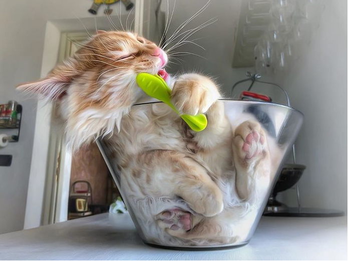 Cat laying in a bowl