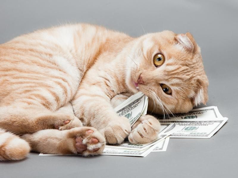 Cat laying in a pile of money