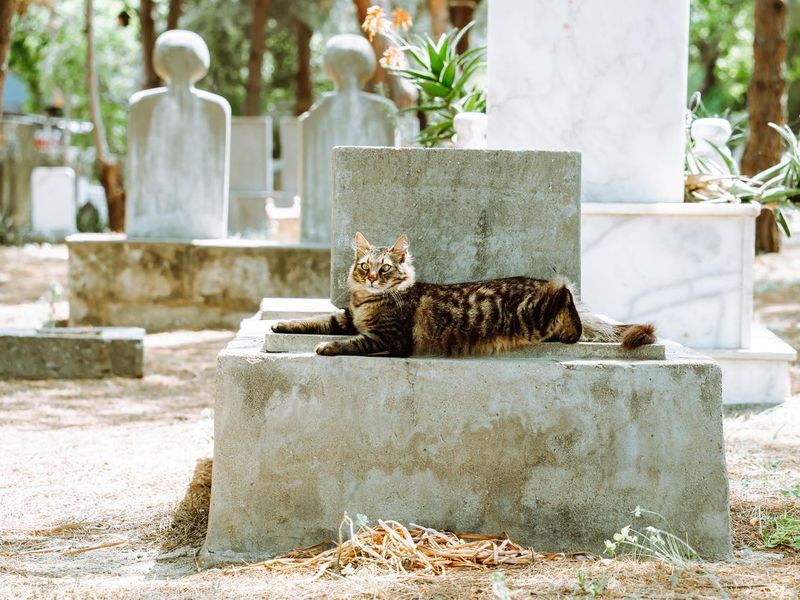 Cat laying on the tombstone