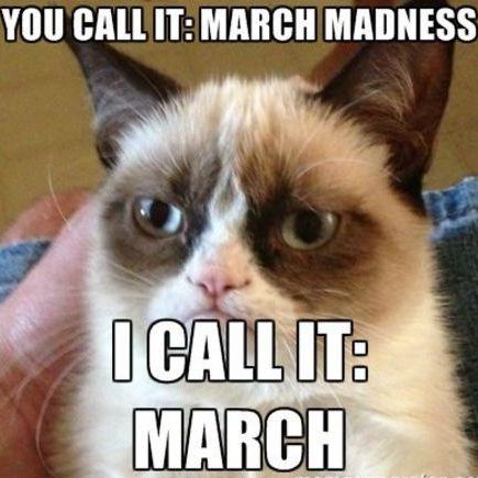 Cat March Madness meme