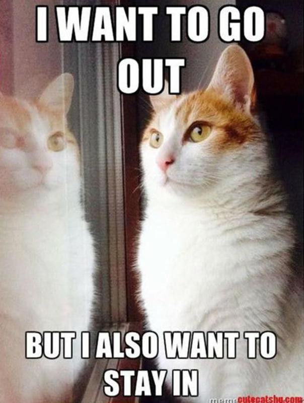 Cat meme about decisions to make