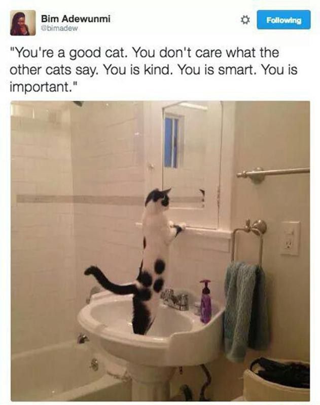 Cat meme, "affirmation in the mirror"