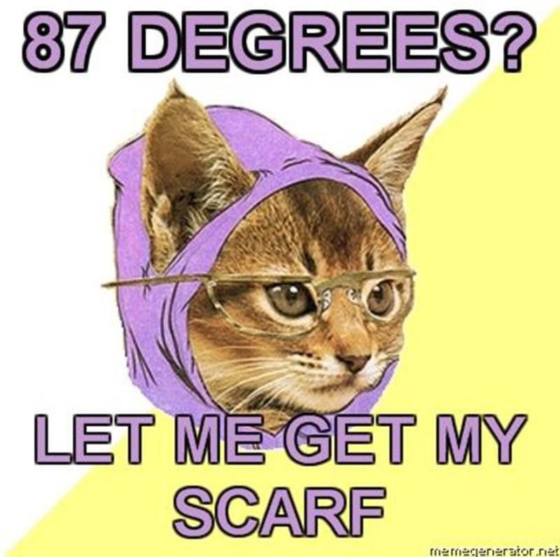 "Cat needs a scarf" cat meme