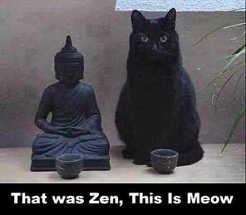 Cat next to a Buddha statue