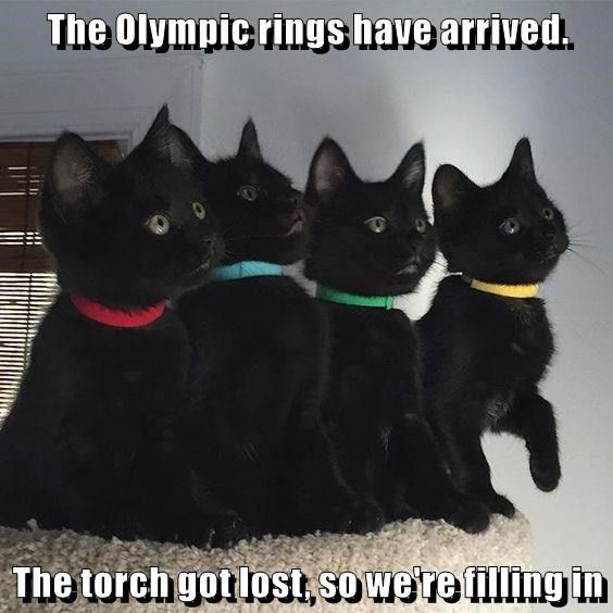 Cat Olympics meme
