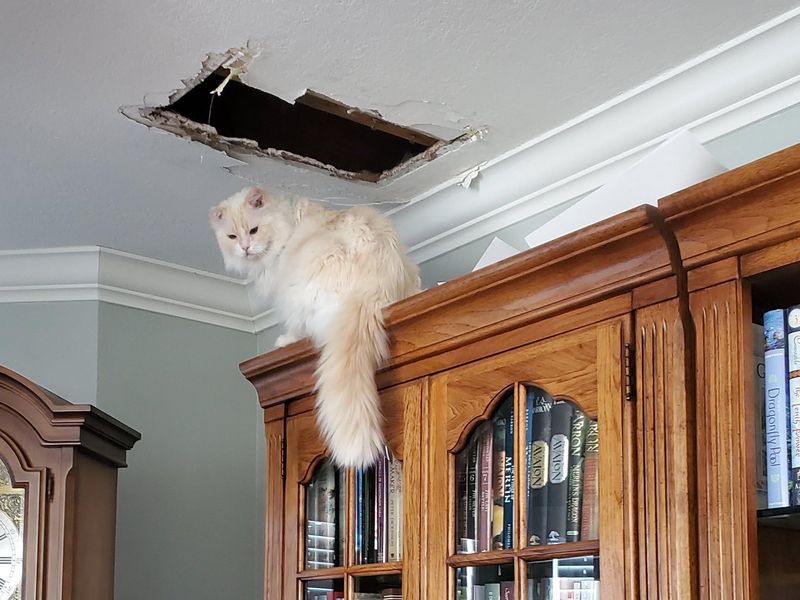 Cat on a bookshelf