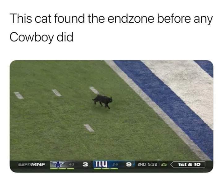 Cat on a football field