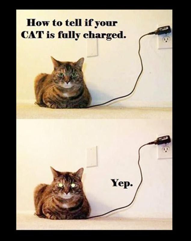 Cat on a phone charger