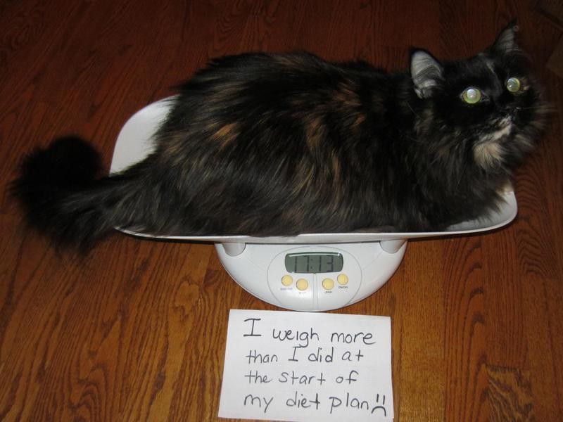 cat on diet
