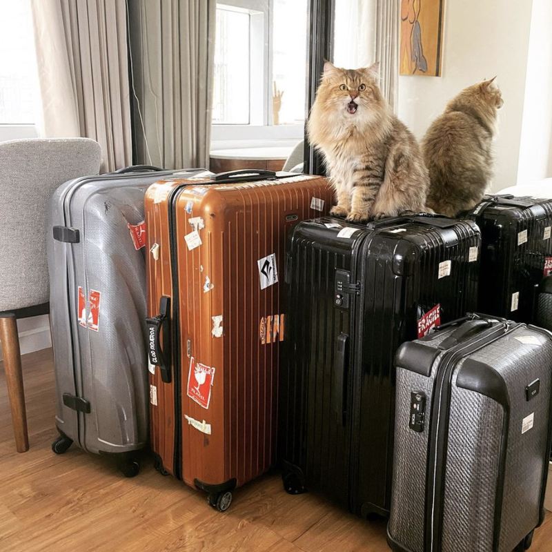 Cat on top of suitcases