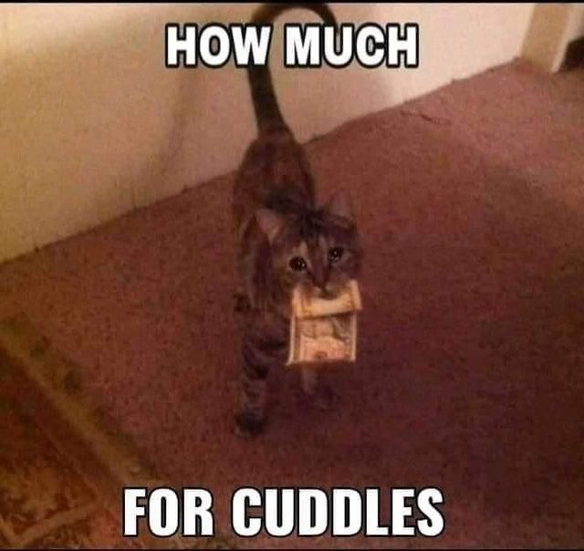 Cat paying for cuddles meme