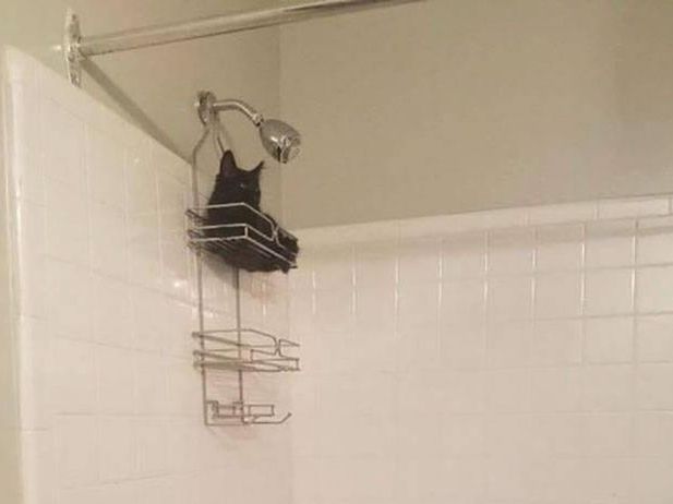 Cat perched on a shower rack
